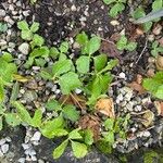 Imperatoria ostruthium Likasa