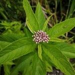 Eutrochium maculatum Flower