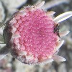 Anthemis plutonia Flower