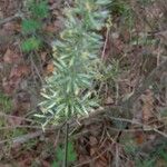 Koeleria pyramidata Flower