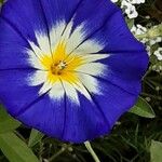 Convolvulus tricolor 花