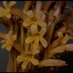 Orobanche fasciculata 花