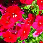 Phlox drummondii Flower
