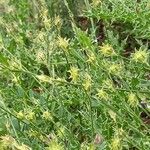 Onobrychis aequidentata 形態