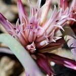 Allium monticola Λουλούδι