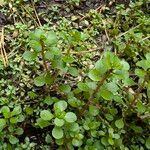 Lythrum portula Leaf