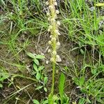 Orchis anthropophora عادت داشتن