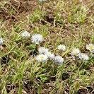 Trollius lilacinus Habit