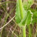 Silene viscosa পাতা