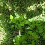 Euphorbia graminea Hoja