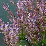 Salvia sclarea Alkat (teljes növény)