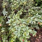 Cotoneaster franchetii Hoja