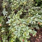 Cotoneaster franchetiiЛисток