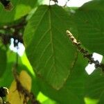 Ficus minahassae Leaf