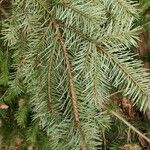 Pseudotsuga menziesii Levél