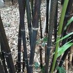 Phyllostachys nigra Corteccia