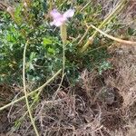 Dianthus arrostoi موطن