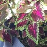 Coleus scutellarioides Leaf