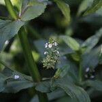 Veronica catenata Flor