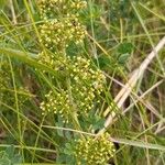 Galium × pomeranicum Kvet