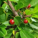 Rhamnus staddo Fruit