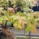 Acer buergerianum Blad