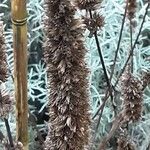 Agastache rugosa Fruchs