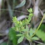 Potentilla rectaFolha