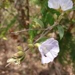 Bonamia spectabilis Blüte