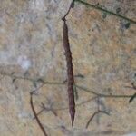 Cleome iberica Fruit