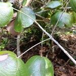 Abuta rufescens Кора