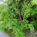 Stewartia pseudocamellia Hábito