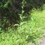 Cirsium mexicanum Habit
