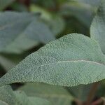 Salvia confertiflora Leaf