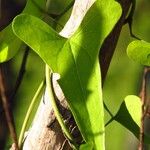 Dioscorea multiflora Yaprak