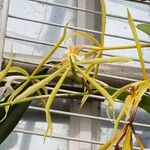 Epidendrum oerstedii Žiedas