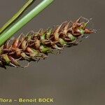 Carex binervis Frukt