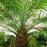 Phoenix roebelenii Blatt