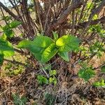 Vangueria madagascariensis Leaf