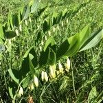 Polygonatum multiflorum Лист