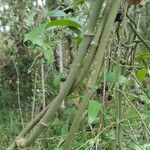 Geitonoplesium cymosum Bark