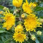 Sonchus congestus Floare