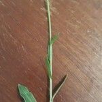 Calendula arvensis Vekstform