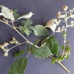 Rubus winteri Anders