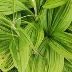 Veratrum nigrum 葉