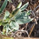 Indigofera volkensii Fuelha