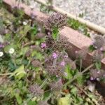 Clinopodium vulgare Habitus