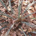 Yucca arkansana Hábito