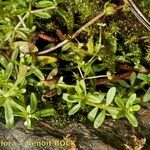 Galium trifidum Habit