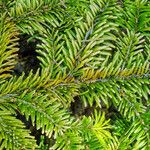 Abies fraseri Delienn